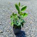 Citrus reticulata (Mandarínko-Pomaranč 2v1) ‘ORTANIQUE TANGOR’ - výška 10-20 cm, kont. P11 